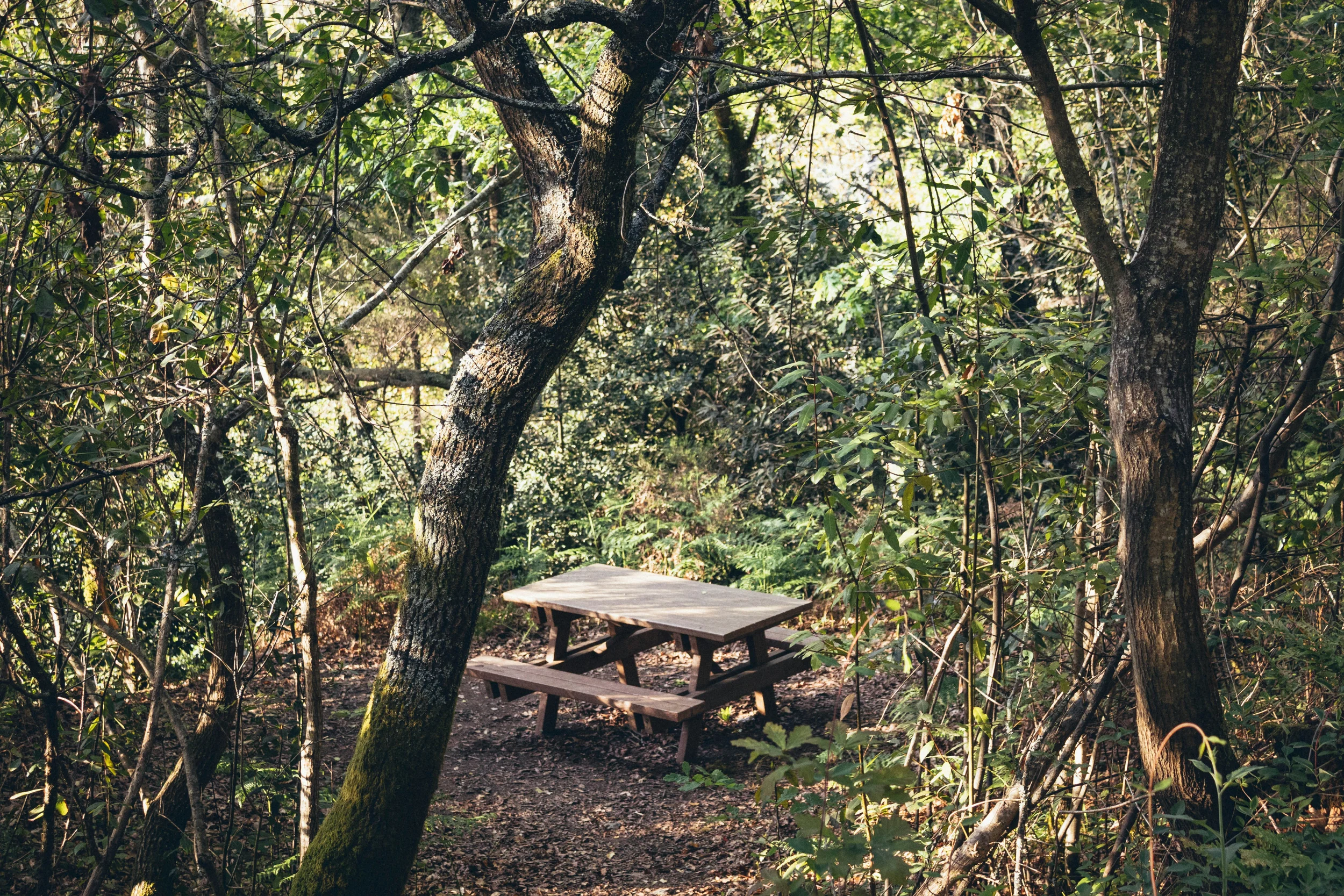 unsplash-park-picnic-table
